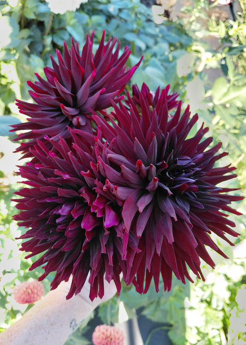 Black Jack
