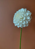 Boom Boom White