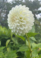 Boom Boom White