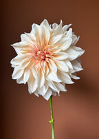 Cafe Au Lait