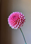 Hamari Rose