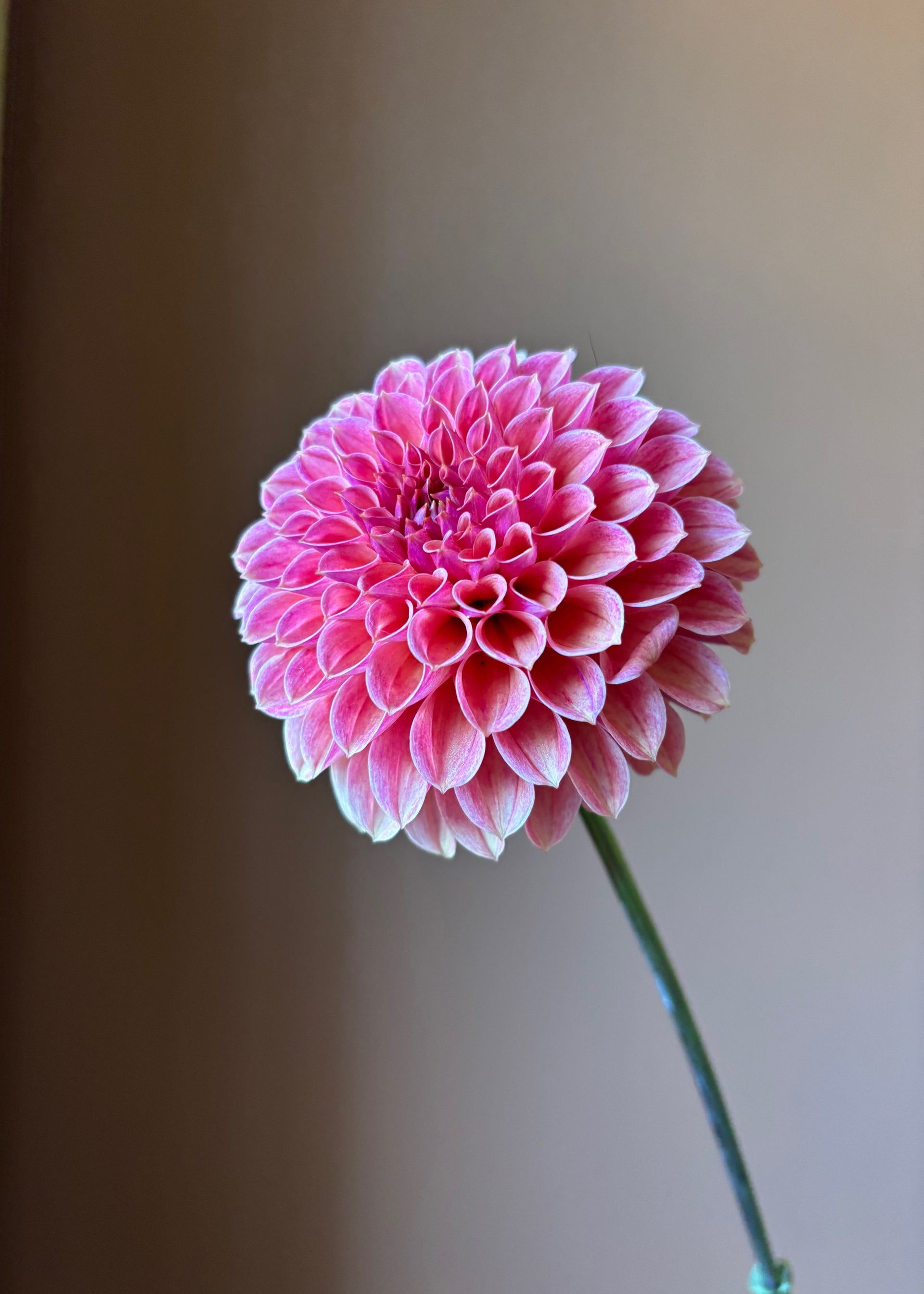 Hamari Rose