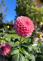 Hamari Rose