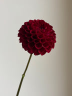 Cornel Red