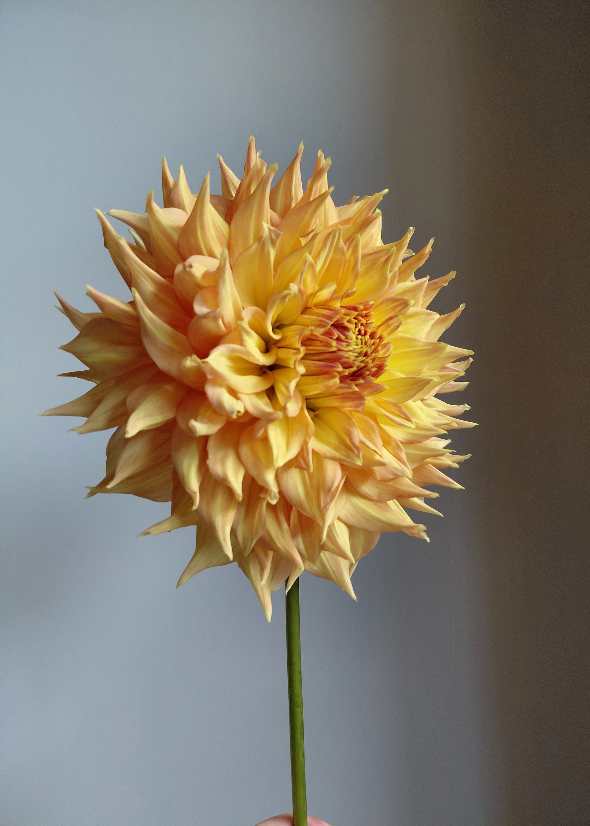 Rhanna Tammy