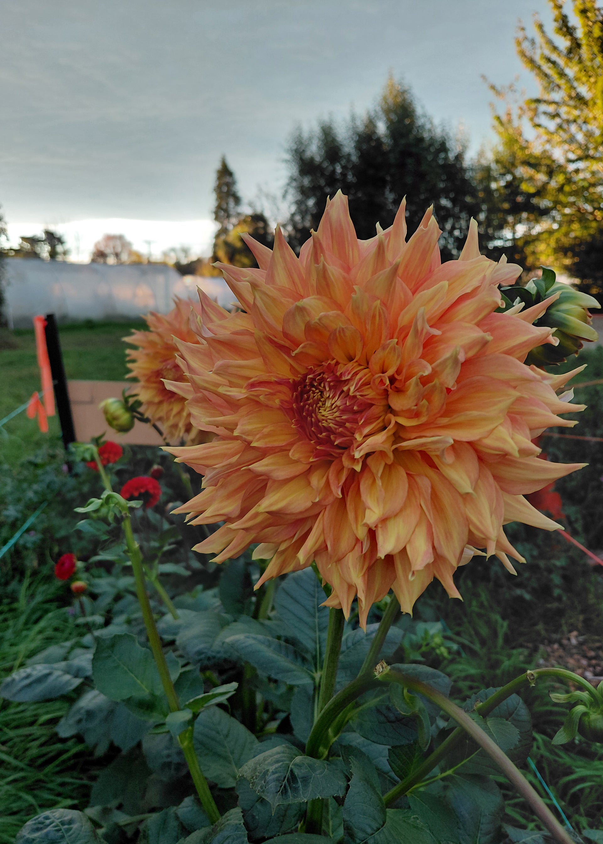Rhanna Tammy