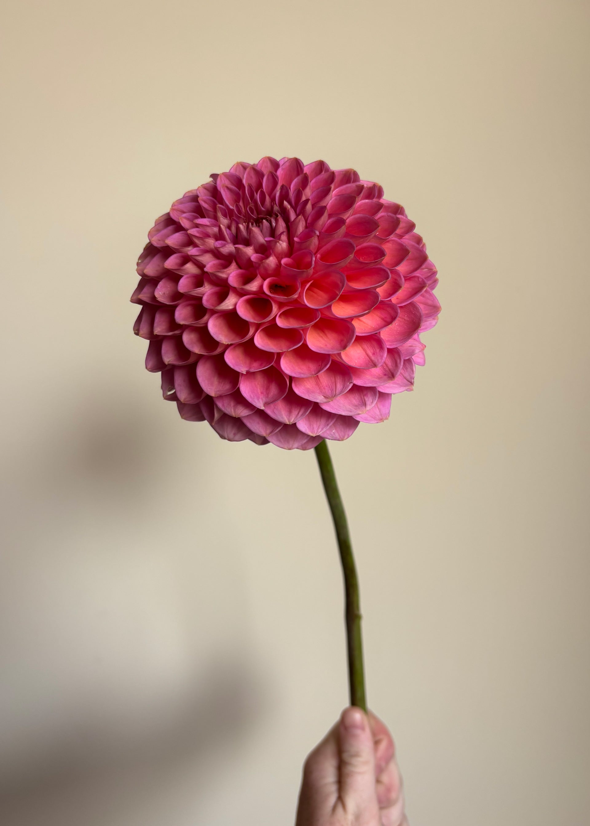 Westerton Pearl
