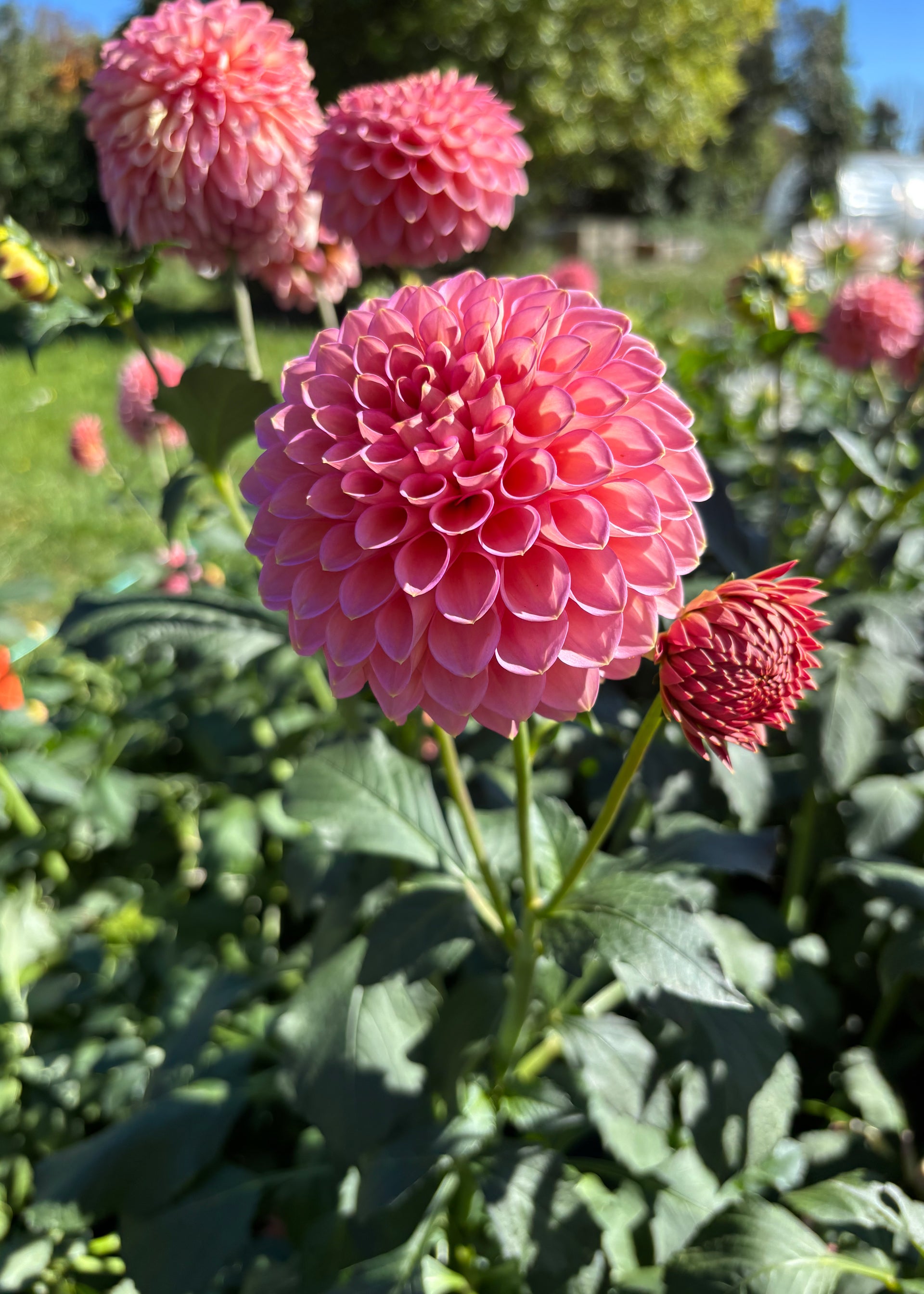 Westerton Pearl