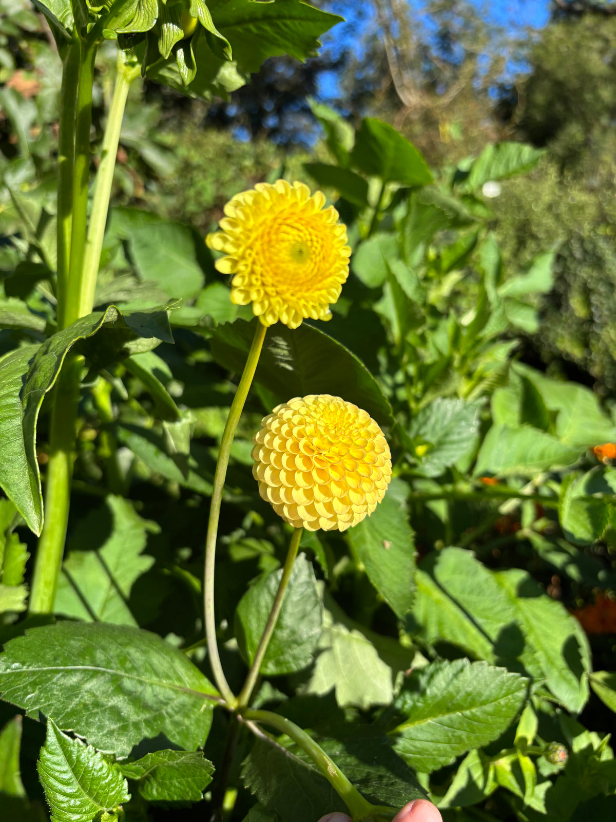 Buttercup