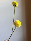 Buttercup